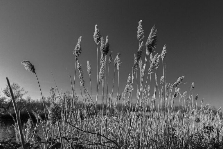 sans titre-156